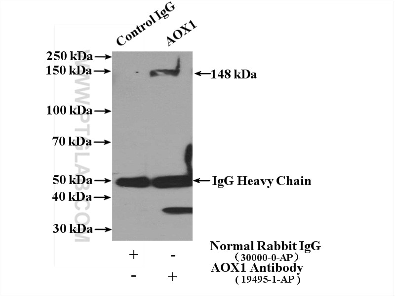 Immunoprecipitation (IP) experiment of mouse lung tissue using Aldehyde oxidase Polyclonal antibody (19495-1-AP)