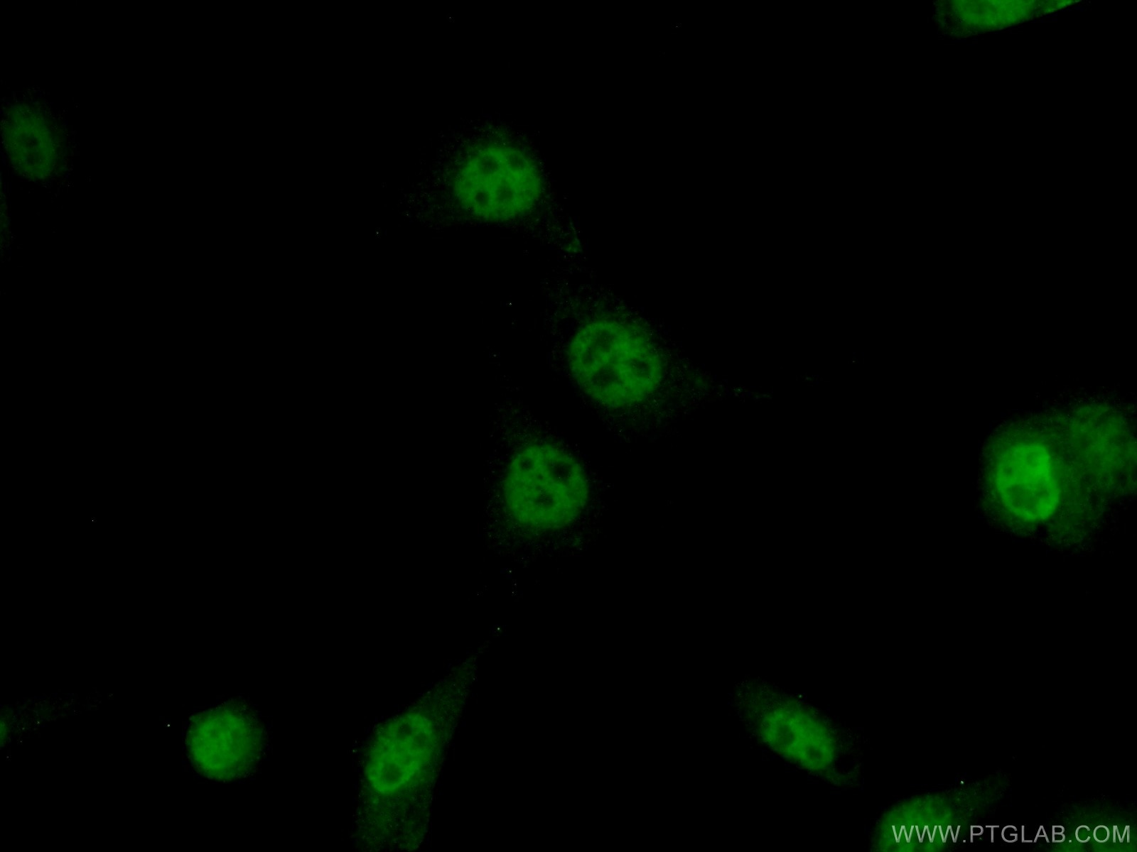 Immunofluorescence (IF) / fluorescent staining of NIH/3T3 cells using JUN Polyclonal antibody (22114-1-AP)
