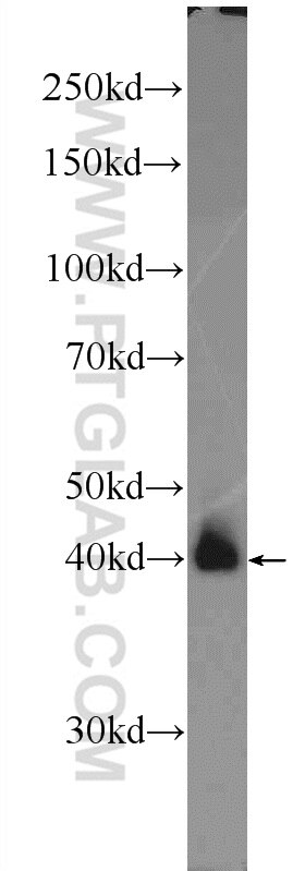 Western Blot (WB) analysis of HEK-293 cells using JUN Polyclonal antibody (22114-1-AP)