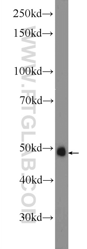 Western Blot (WB) analysis of rat brain tissue using JUN Polyclonal antibody (22114-1-AP)