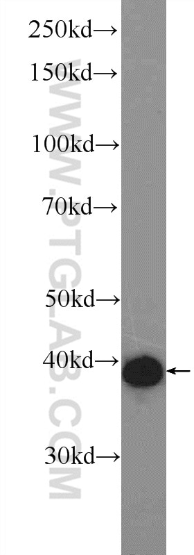 Western Blot (WB) analysis of NIH/3T3 cells using JUN Polyclonal antibody (22114-1-AP)