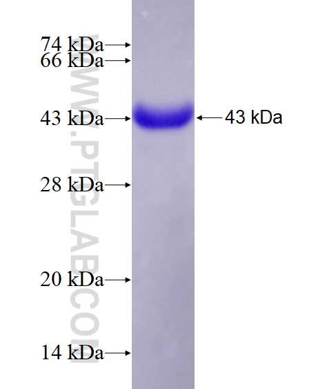 AP1,JUN,P39 fusion protein Ag17419 SDS-PAGE