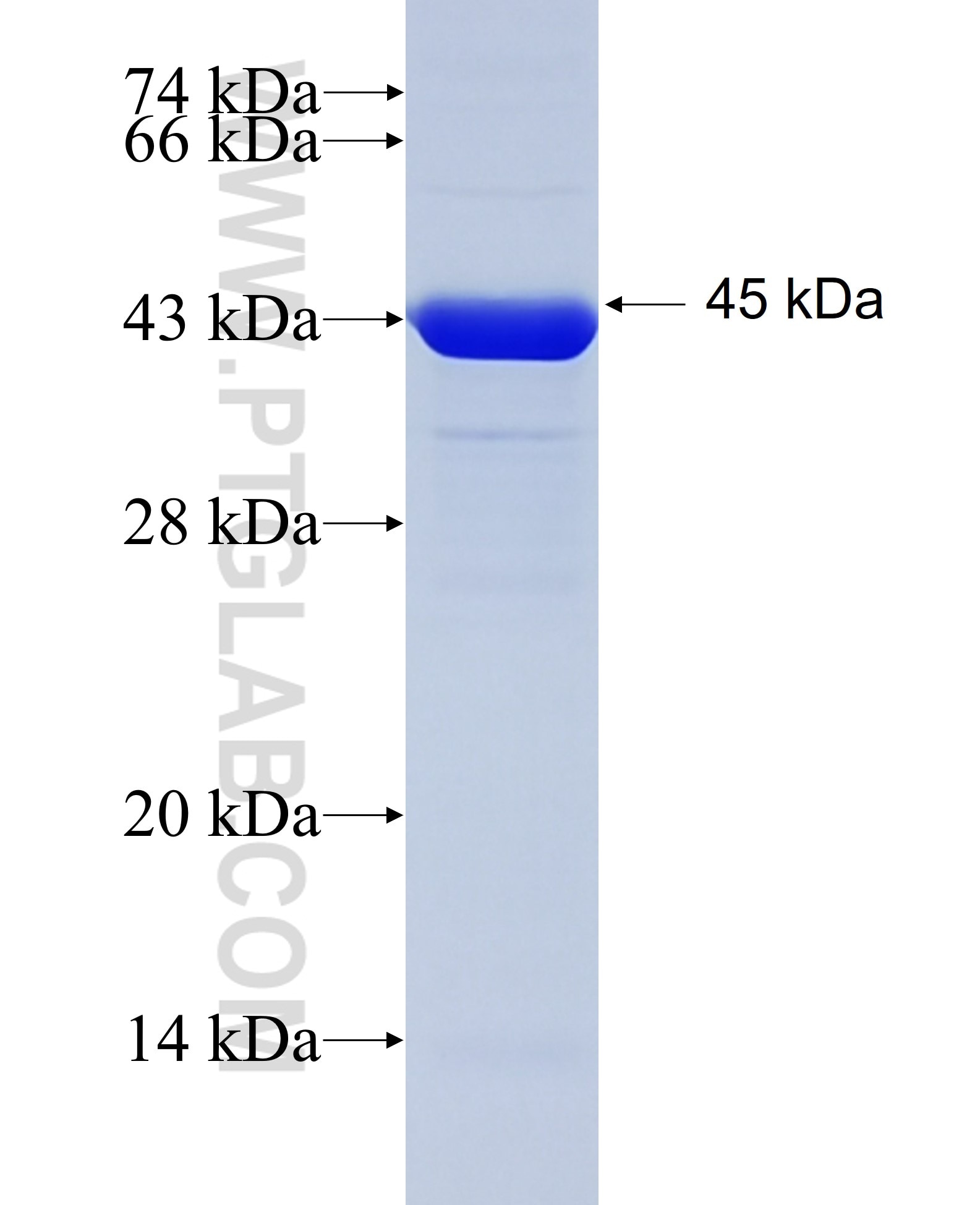 AP1,JUN,P39 fusion protein Ag17419 SDS-PAGE