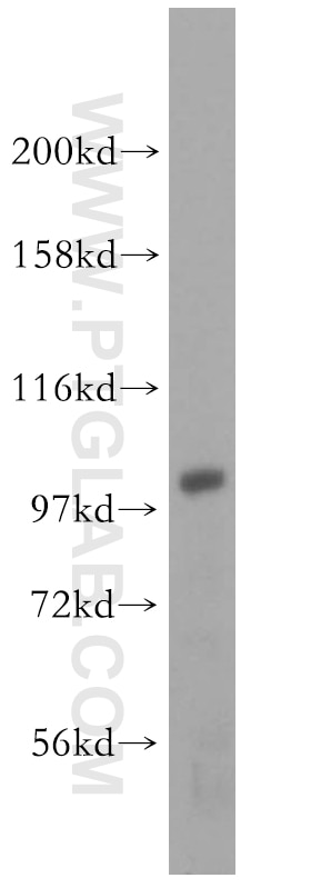 WB analysis of HEK-293 using 16932-1-AP