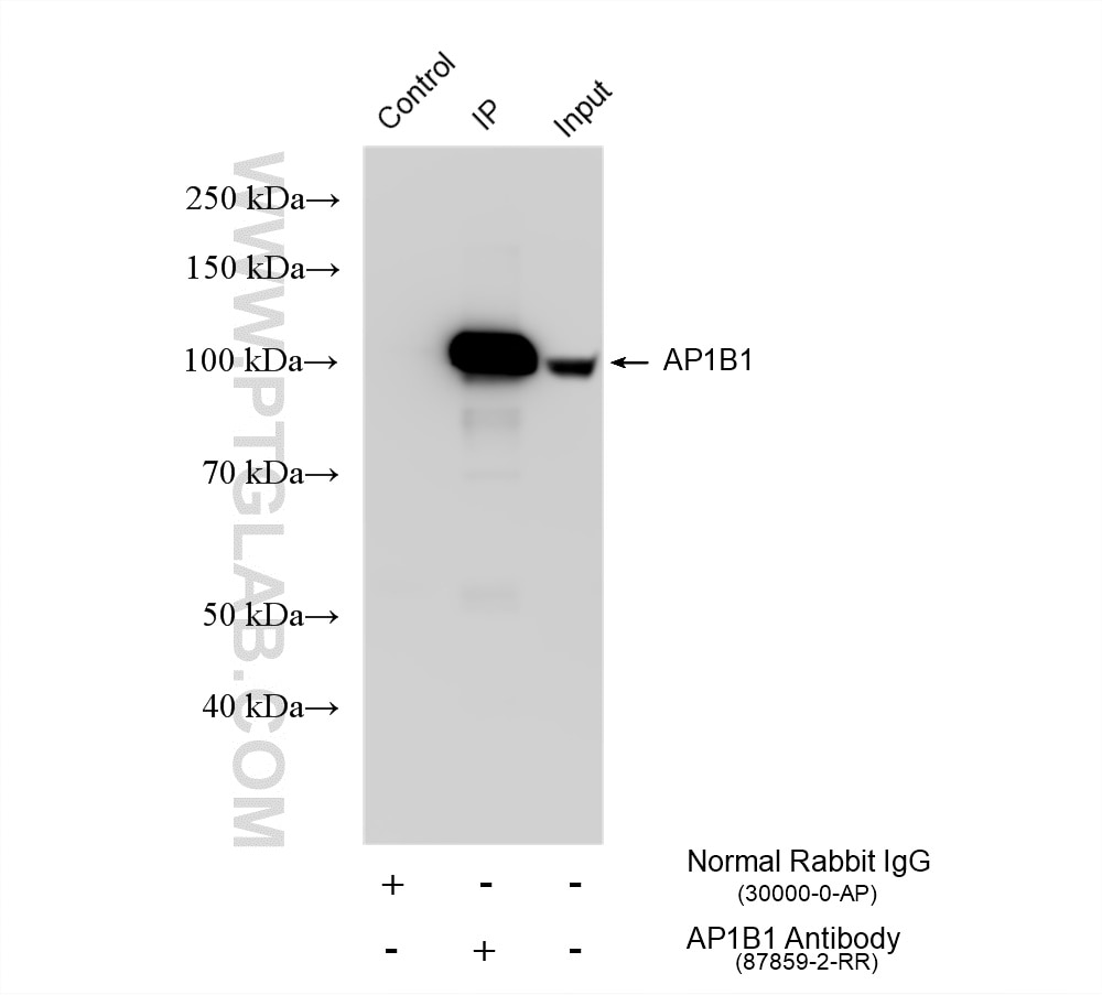 Immunoprecipitation (IP) experiment of HEK-293 cells using AP1B1 Recombinant monoclonal antibody (87859-2-RR)