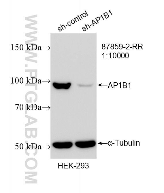 Western Blot (WB) analysis of HEK-293 cells using AP1B1 Recombinant monoclonal antibody (87859-2-RR)