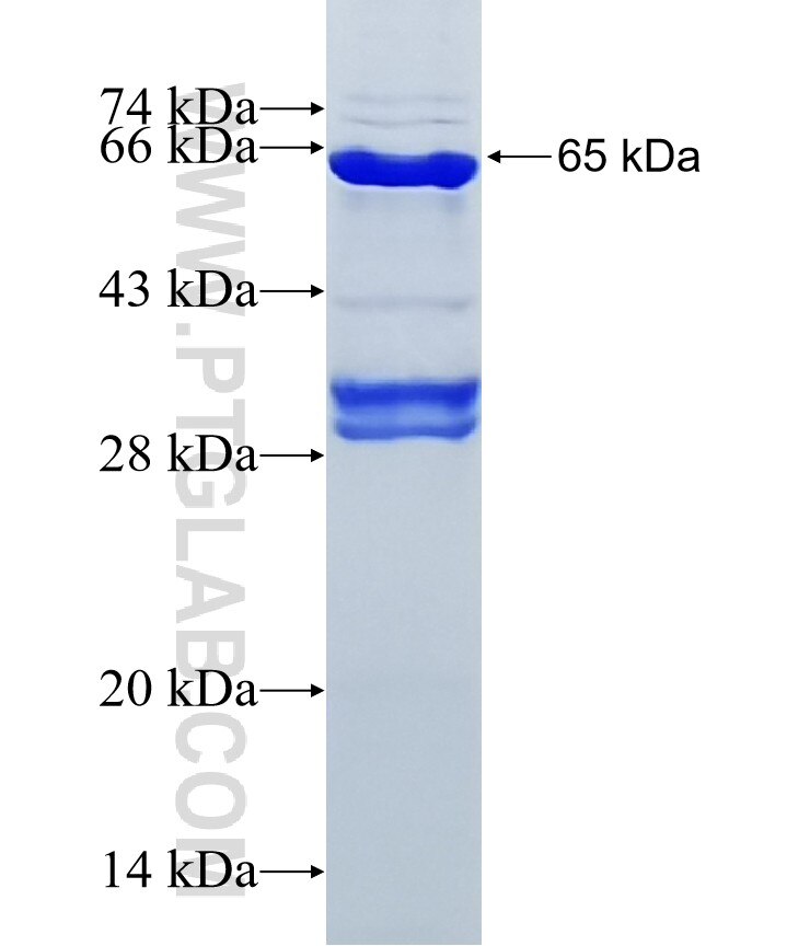 AP1G2 fusion protein Ag11943 SDS-PAGE
