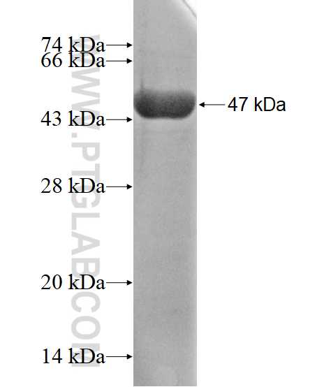 AP1G2 fusion protein Ag12300 SDS-PAGE
