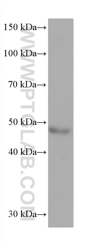 WB analysis of A375 using 68726-1-Ig