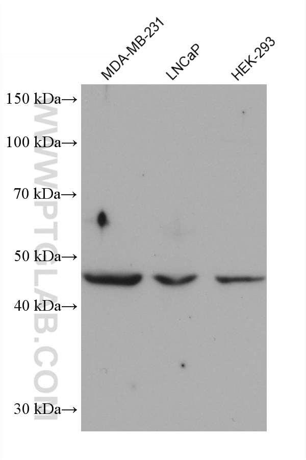 WB analysis using 68726-1-Ig