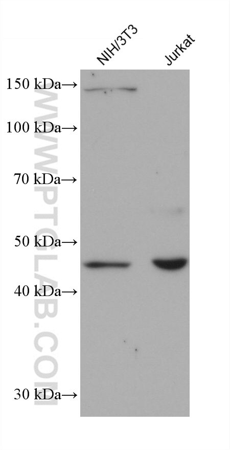 Western Blot (WB) analysis of various lysates using AP1M1 Monoclonal antibody (68726-1-Ig)