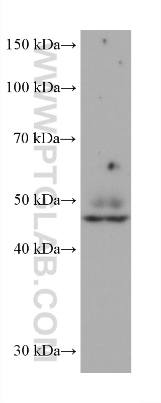 WB analysis of human placenta using 68726-1-Ig