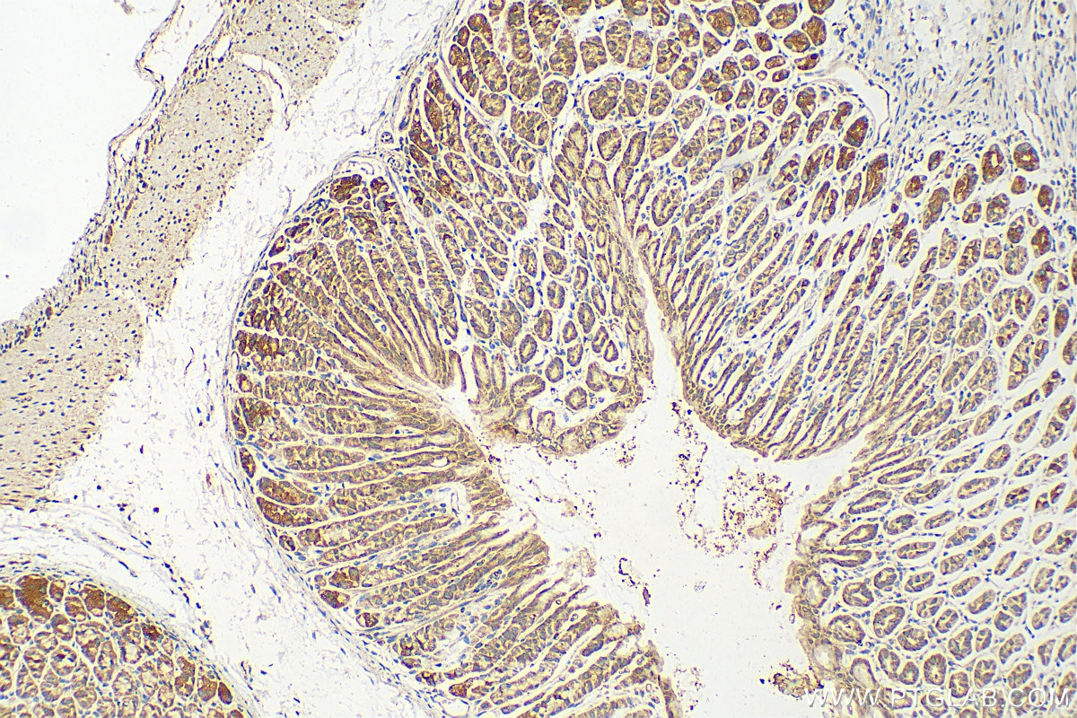 IHC staining of mouse stomach using 17365-1-AP