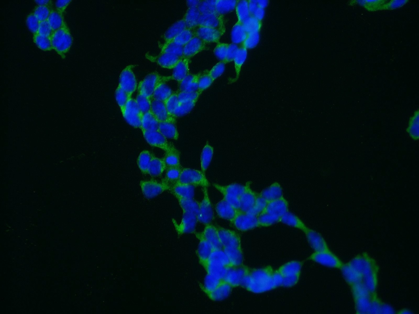 Alpha Adaptin Polyclonal antibody