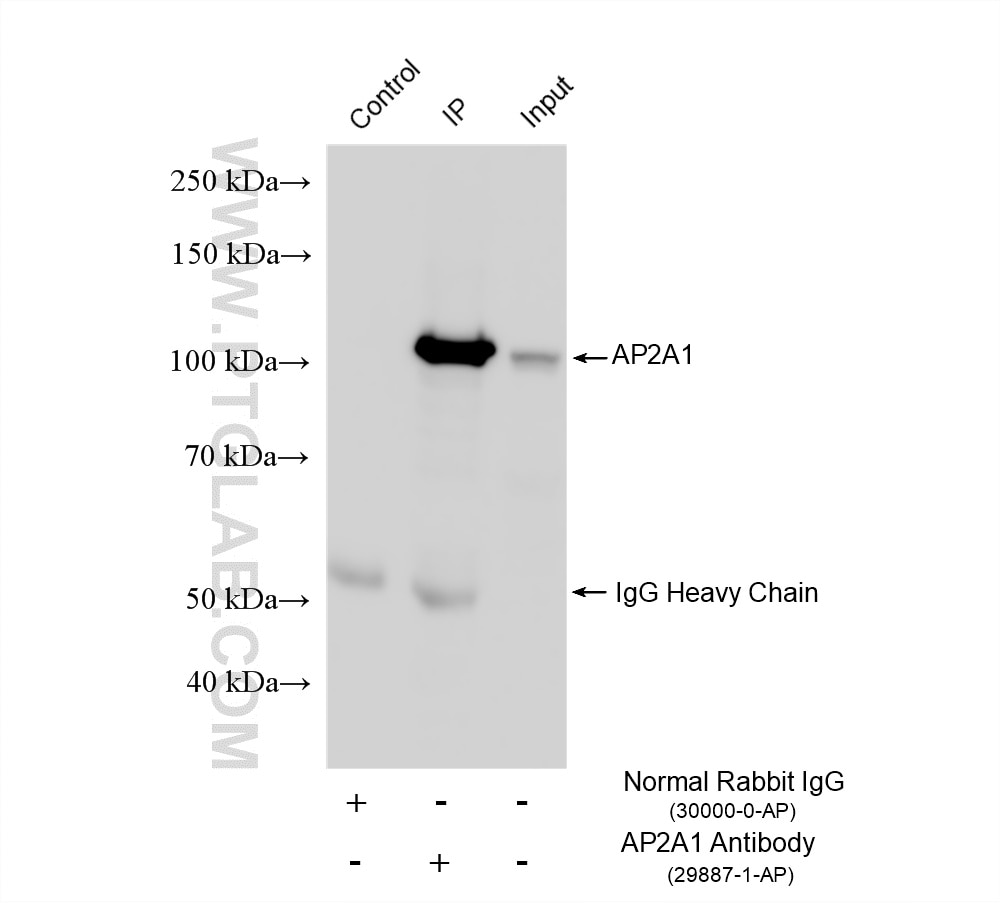 Immunoprecipitation (IP) experiment of HEK-293 cells using AP2A1 Polyclonal antibody (29887-1-AP)