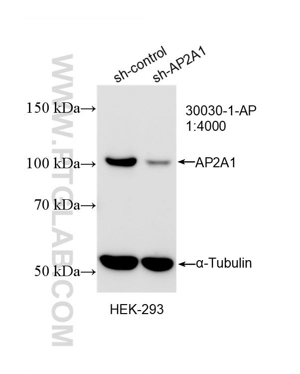 WB analysis of HEK-293 using 30030-1-AP Western Blot (WB) analysis of HEK-293 cells using AP2A1 Polyclonal antibody (30030-1-AP)