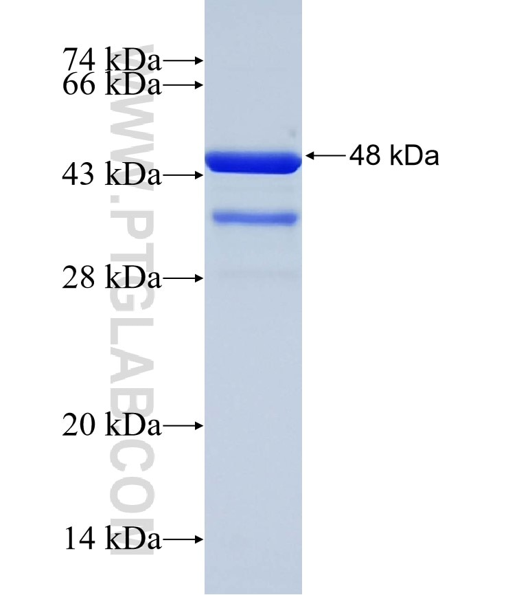 AP2A1 fusion protein Ag32232 SDS-PAGE