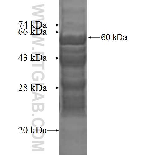 AP2A1 fusion protein Ag1927 SDS-PAGE
