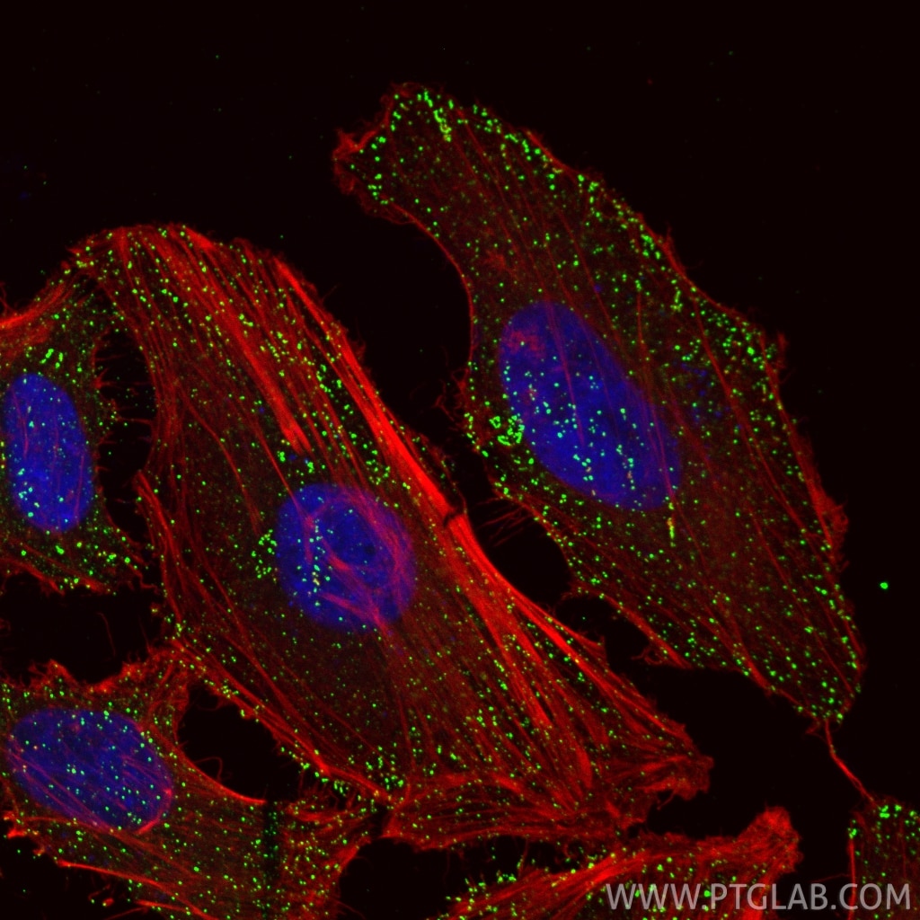 Immunofluorescent analysis of (4% PFA) fixed HeLa cells using AP2B1 antibody (68349-1-Ig, Clone: 1A3B6 ) at dilution of 1:2000 and CoraLite®488-Conjugated Goat Anti-Mouse IgG(H+L) (SA00013-1), CoraLite®594-Phalloidin (red). Immunofluorescence (IF) / fluorescent staining of HeLa cells using AP2B1 Monoclonal antibody (68349-1-Ig)