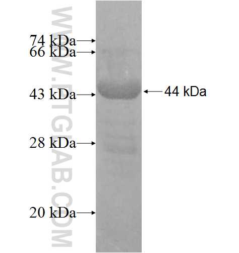 AP2B1 fusion protein Ag8264 SDS-PAGE