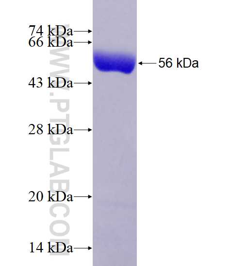 AP50 fusion protein Ag3104 SDS-PAGE