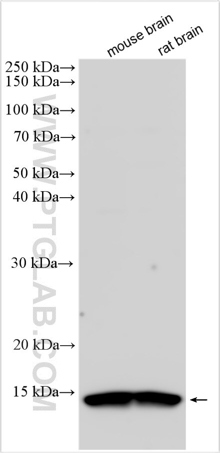 WB analysis using 15634-1-AP