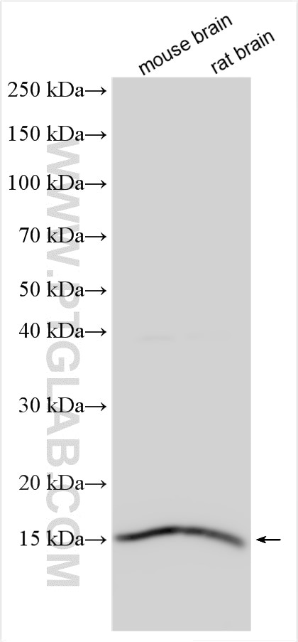 Western Blot (WB) analysis of various lysates using AP2S1 Polyclonal antibody (15634-1-AP)