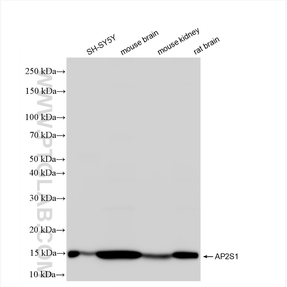 Western Blot (WB) analysis of various lysates using AP2S1 Recombinant antibody (84174-3-RR)