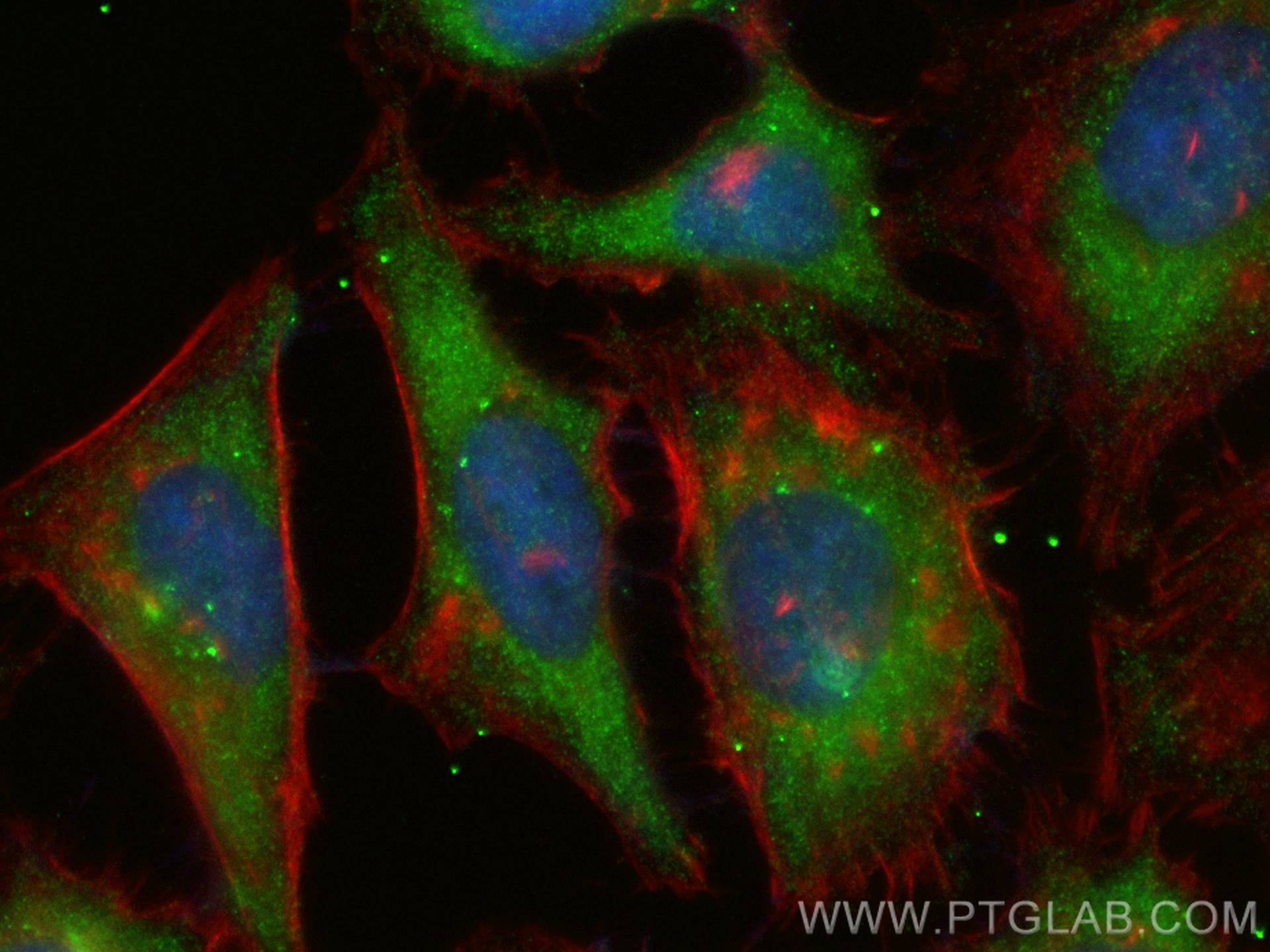 Immunofluorescence (IF) / fluorescent staining of HeLa cells using CoraLite® Plus 488-conjugated AP2S1 Recombinant an (CL488-84174-3)