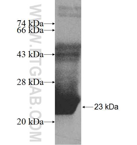 AP2S1 fusion protein Ag8169 SDS-PAGE
