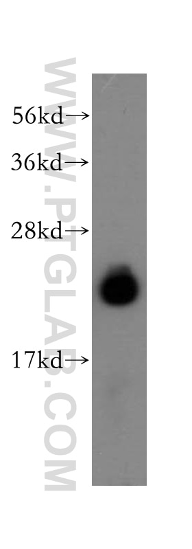 Western Blot (WB) analysis of mouse ovary tissue using AP3S2 Polyclonal antibody (15319-1-AP)
