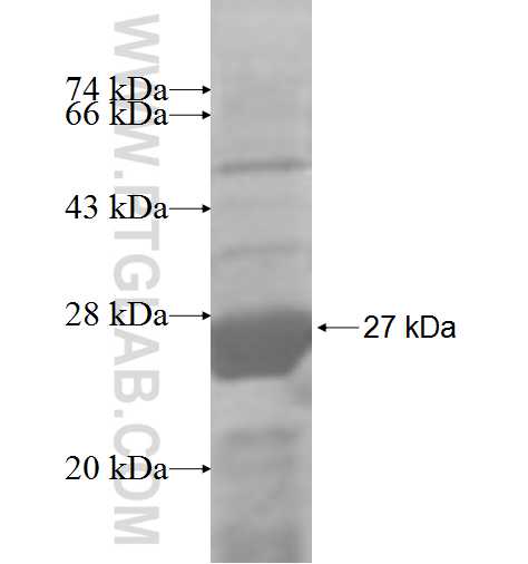 AP3S2 fusion protein Ag7950 SDS-PAGE