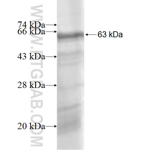 AP4B1 fusion protein Ag9348 SDS-PAGE