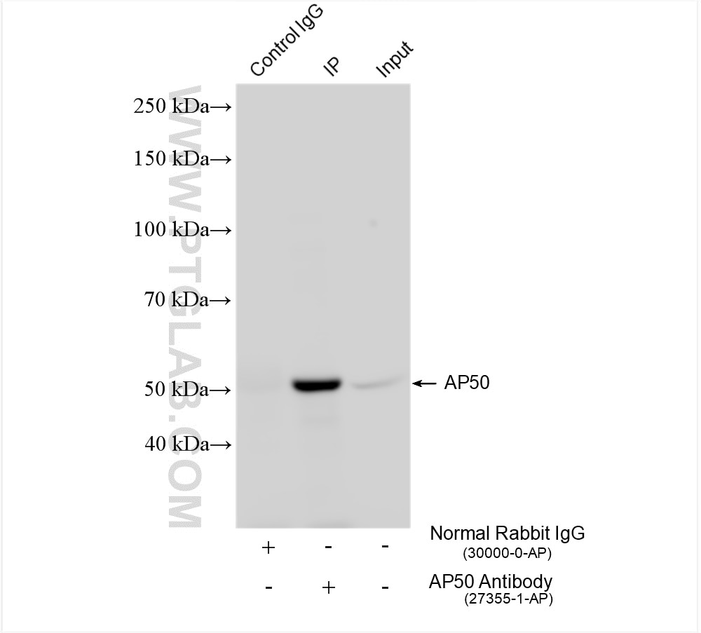 Immunoprecipitation (IP) experiment of mouse brain tissue using AP50 Polyclonal antibody (27355-1-AP)
