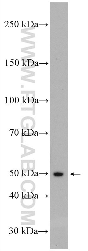 Western Blot (WB) analysis of HepG2 cells using AP50 Polyclonal antibody (27355-1-AP)