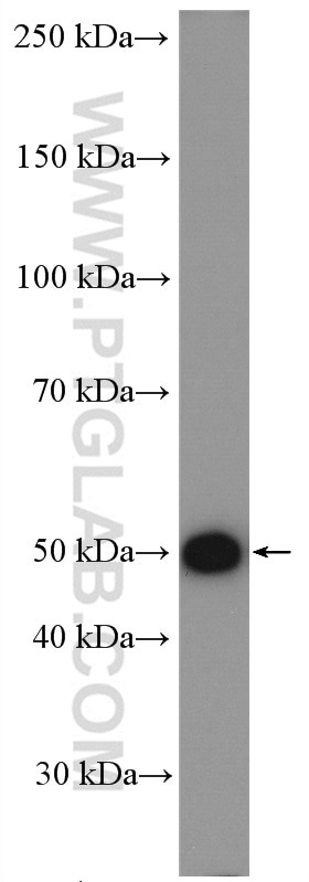 Western Blot (WB) analysis of rat brain tissue using AP50 Polyclonal antibody (27355-1-AP)