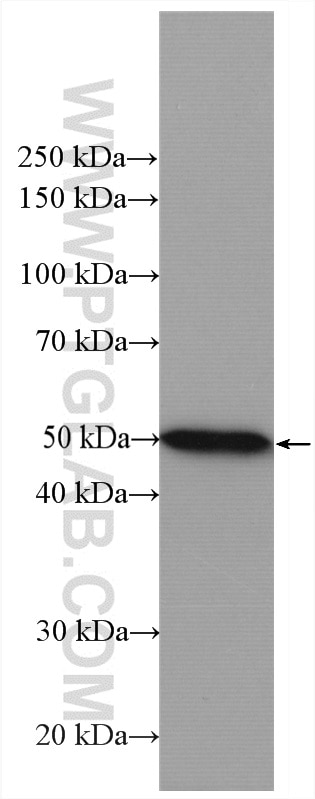 Western Blot (WB) analysis of rat brain tissue using AP50 Polyclonal antibody (27355-1-AP)