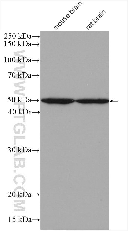 Western Blot (WB) analysis of various lysates using AP50 Polyclonal antibody (27355-1-AP)