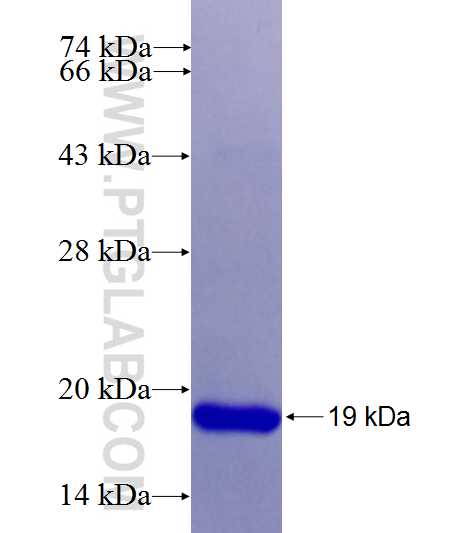 AP50 fusion protein Ag26084 SDS-PAGE