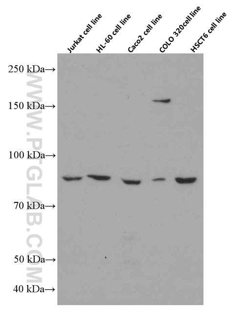 Western Blot (WB) analysis of various lysates using AP5Z1/SPG48 Monoclonal antibody (66533-1-Ig)