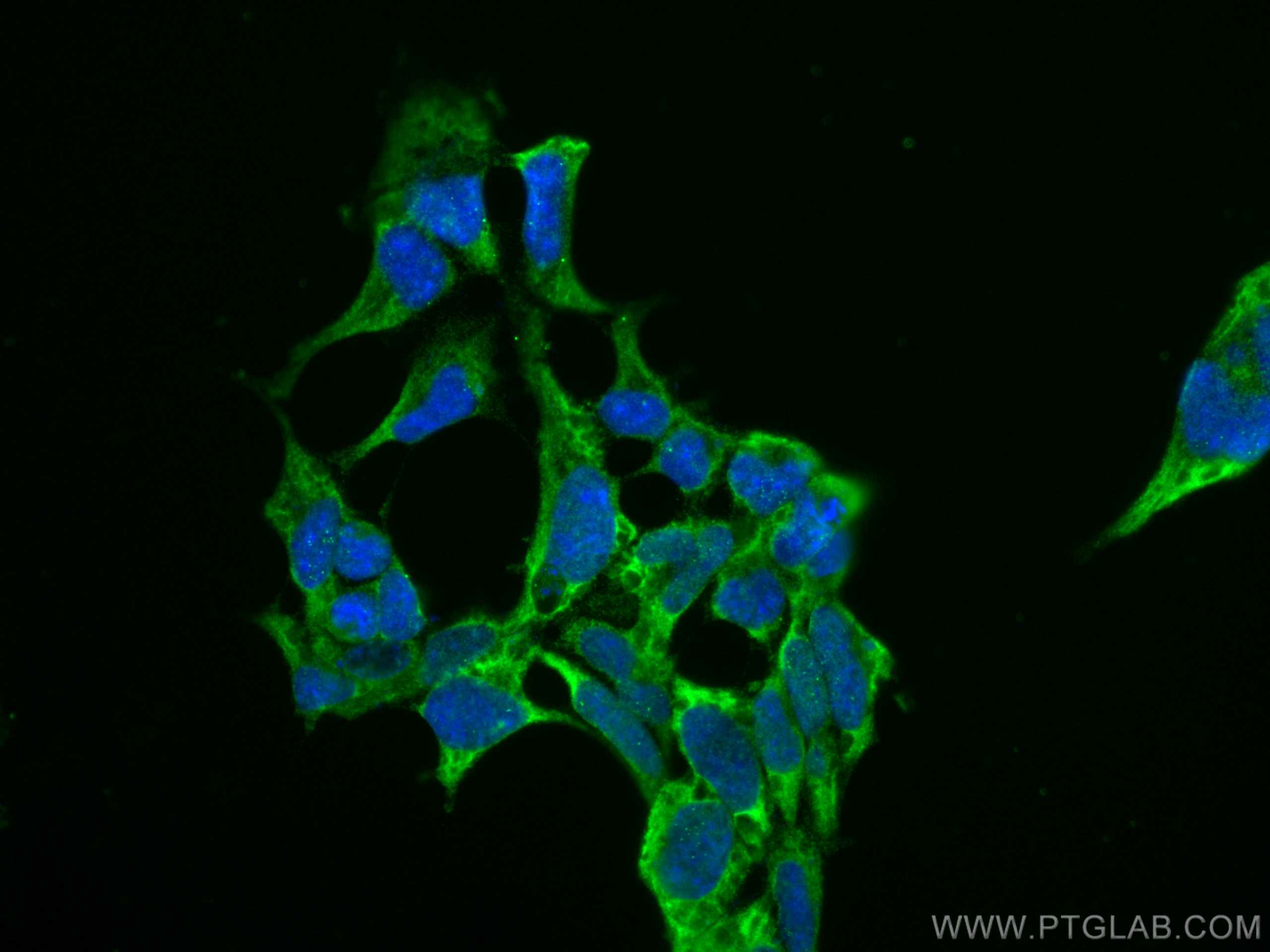 IF Staining of HEK-293 using CL488-66533