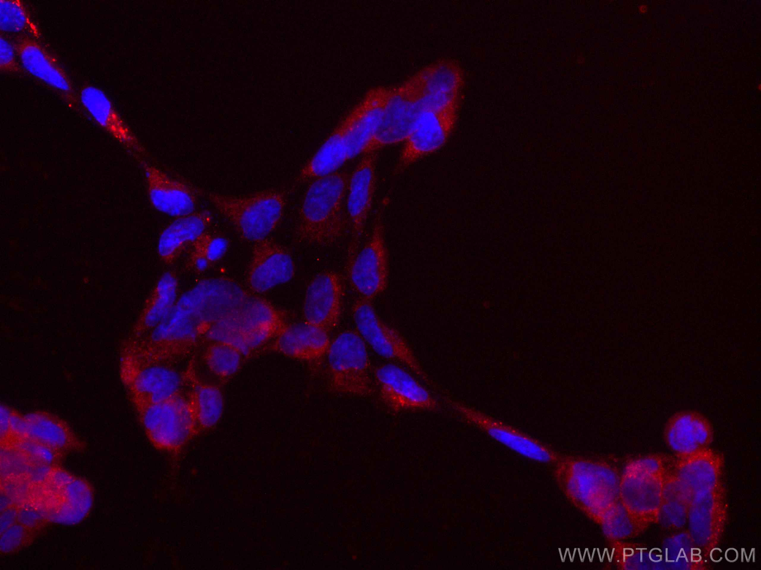 IF Staining of HEK-293 using CL594-66533