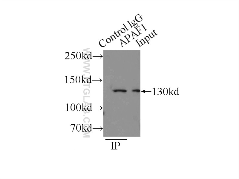Immunoprecipitation (IP) experiment of HEK-293 cells using APAF1 Polyclonal antibody (21710-1-AP)