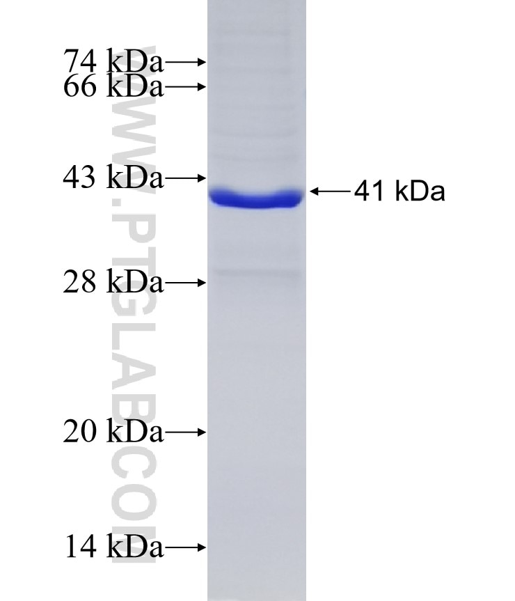 APAF1 fusion protein Ag30606 SDS-PAGE