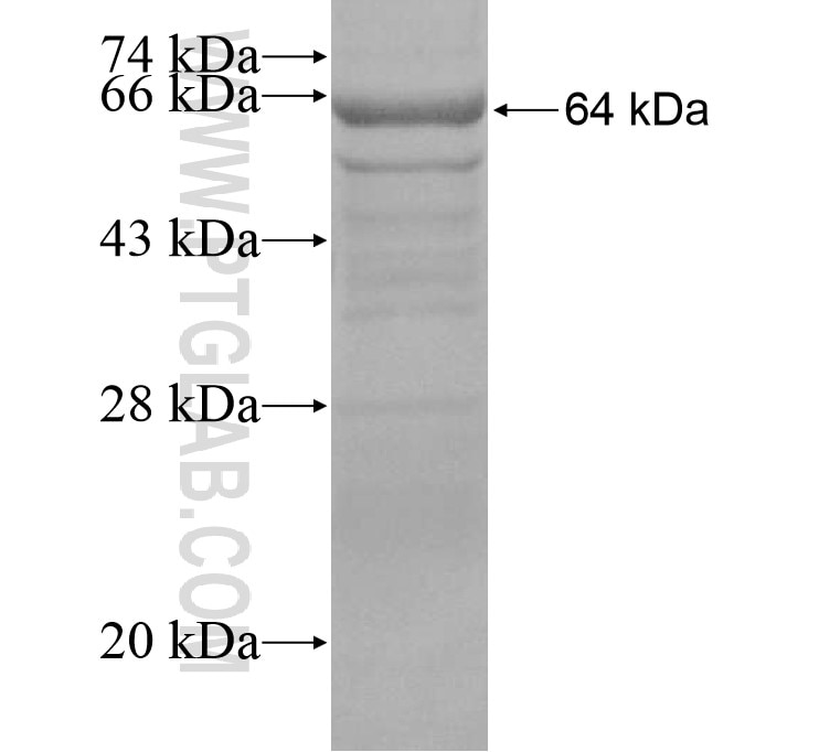 APAF1 fusion protein Ag16336 SDS-PAGE