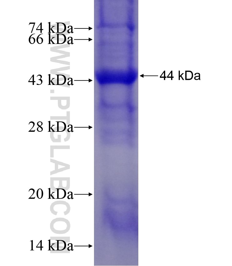 APAF1 fusion protein Ag17992 SDS-PAGE