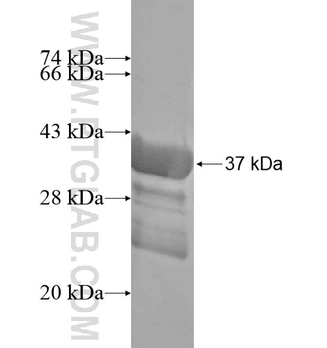 APBA2 fusion protein Ag15055 SDS-PAGE