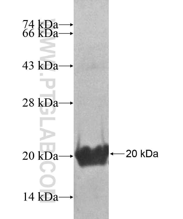 APBA2 fusion protein Ag16961 SDS-PAGE