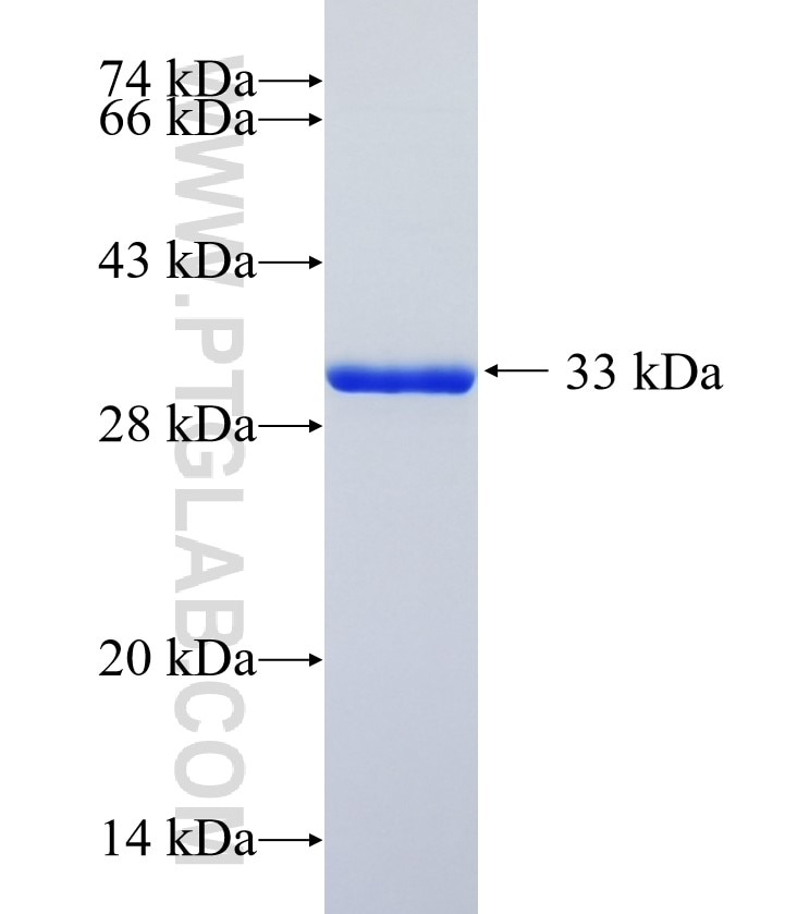 APBA3 fusion protein Ag14771 SDS-PAGE