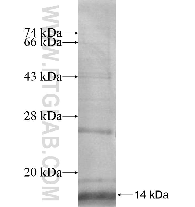 APBA3 fusion protein Ag16909 SDS-PAGE